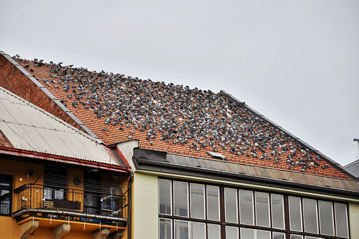 A2B Pest Control are able to install spikes to deter birds from roofs in Huntington. 