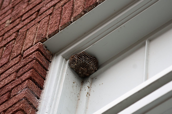 We provide a wasp nest removal service for domestic and commercial properties in Huntington.
